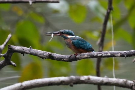 もう立派なハンター