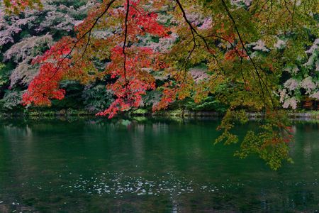 水面に色づく紅葉