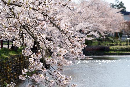 弘前公園の桜