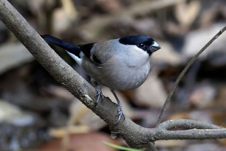 枝止まりカメラ目線