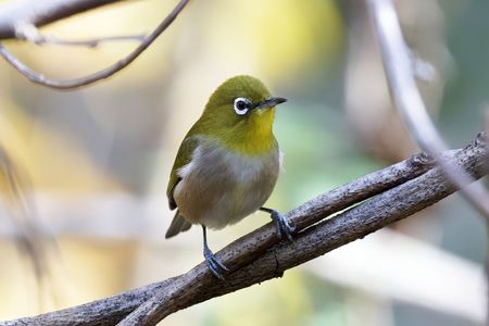 きらり、白いアイリング