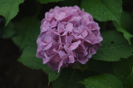 雨の一日　近所のあじさい