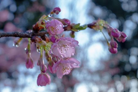 雨上がりの朝の公園