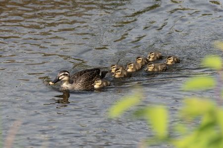 カルガモの親子