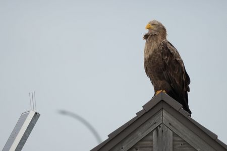 ワシのシーズン到来