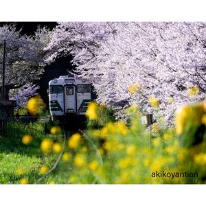 桜と小湊鉄道