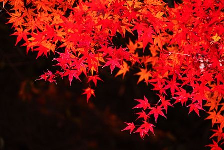 最後の紅葉