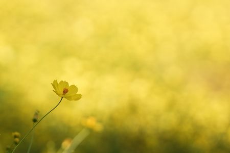 丘一面に咲くレモンブライト