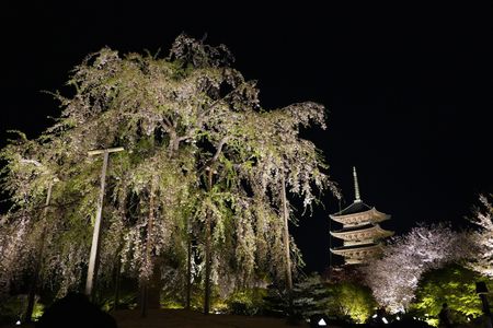 東寺　夜桜