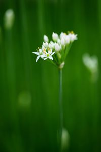 野生のニラの花