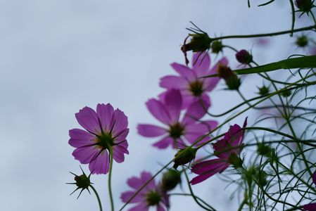 曇り空に太陽を探すコスモス