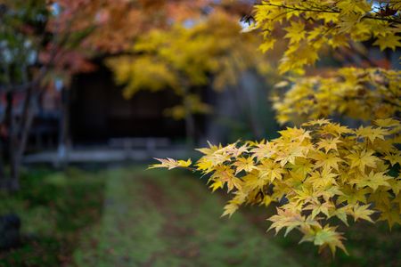 お寺の紅葉Ⅲ