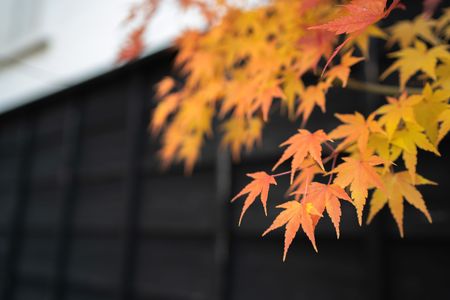 板壁に紅葉