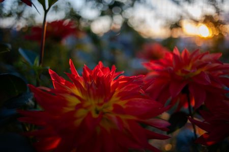 夕日を浴びるダリヤ