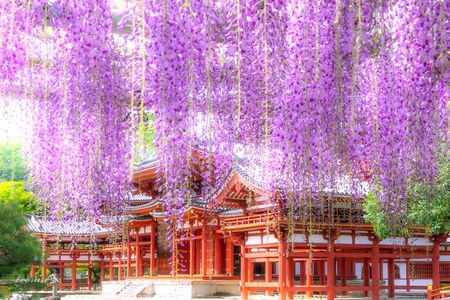 宇治平等院鳳凰堂と藤