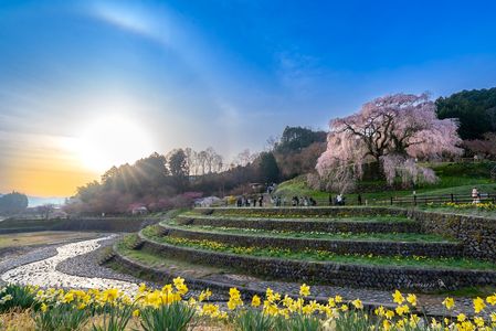又兵衛桜とハロ