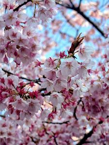 熊谷寺の桜