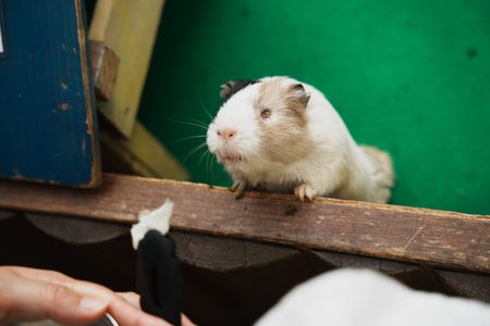 ごはんちょうだい