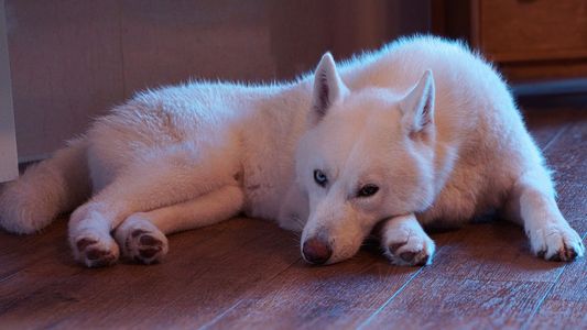 I want to gaze into your eyes