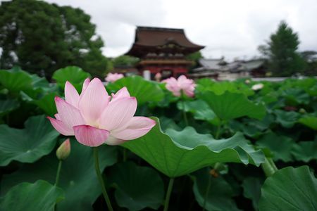 伊賀八幡宮の蓮