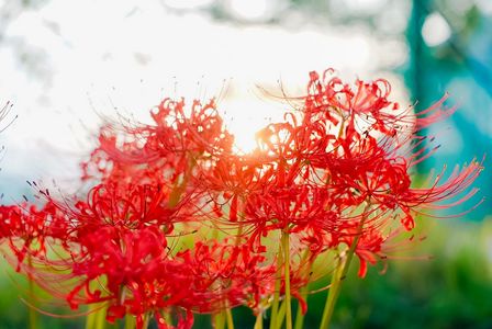 朝の光を受けて、彼岸花が目を覚ます