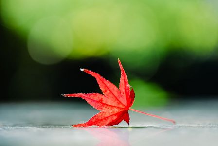 一枚の赤が、秋をもっと近くに～