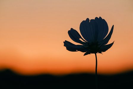 夕陽の残光にそっと浮かぶ、秋の証