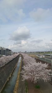 XPERIAで桜の風景