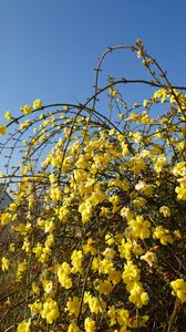 黄梅 #フラワー2025#