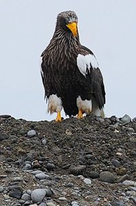 オオワシとオジロワシの貫禄