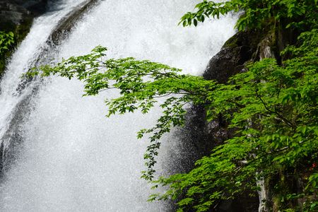 仙台秋保大滝　五月の新緑と瀑布