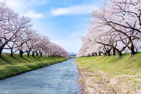 川を挟んで桜並木