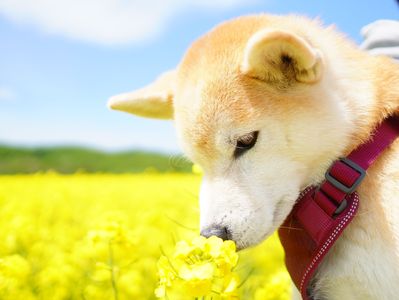 #ペット自慢2024_犬#