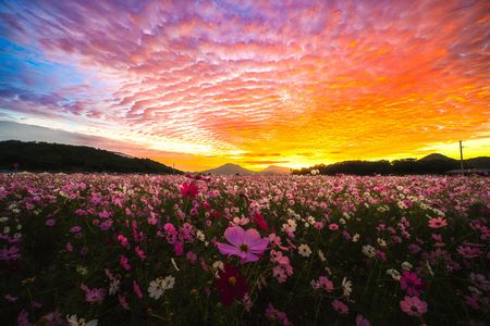 爆焼けコスモス