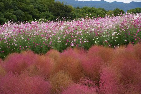 コスモスとコキア