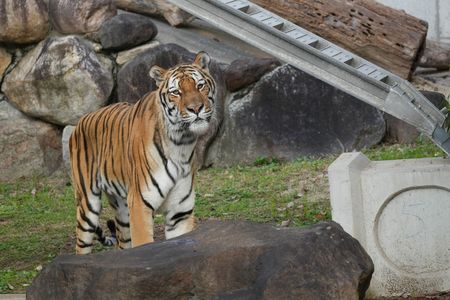 アムールトラのショウヘイくん