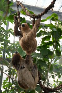 仲良しなフタユビナマケモノ