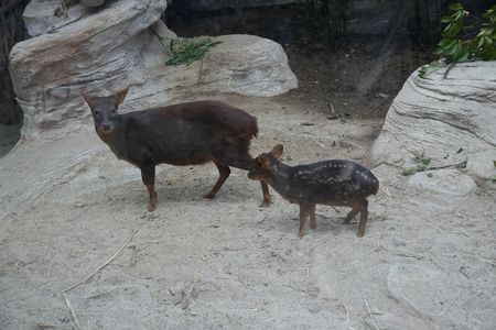 世界最小のシカプーズー