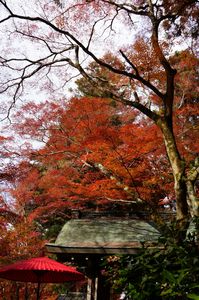 瑞宝寺公園の紅葉
