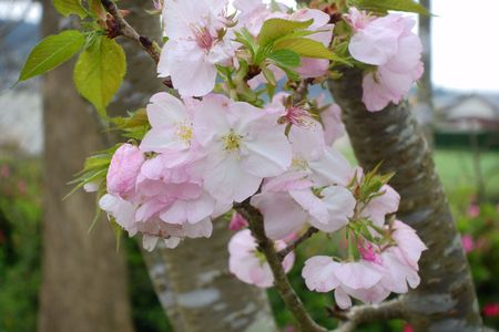 皿山公園の桜