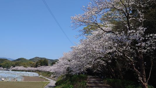 桜の花道