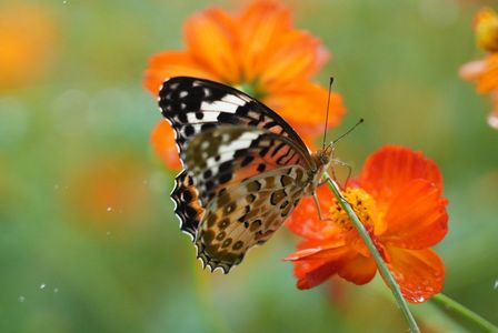 ツマグロヒョウモン