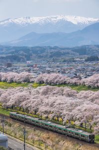 冬を背に春は色づき