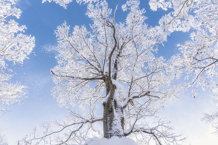 白銀世界よ、風に舞え