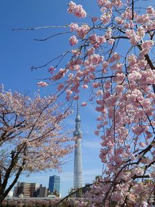 東京スカイツリー×桜