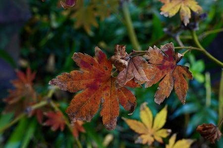 ありがとう、紅葉