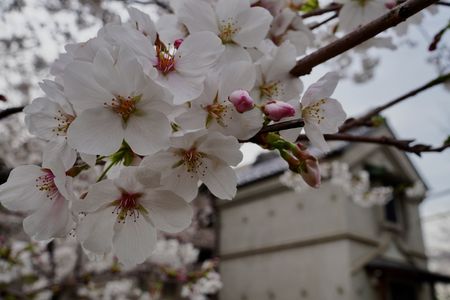 ソメイ桜と蔵