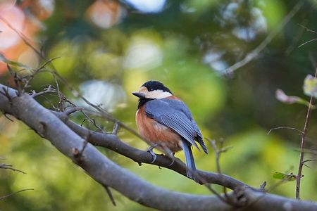 四季の森公園の小鳥たち