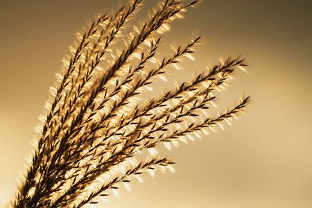 杓子峠のススキとそこからみる夕日