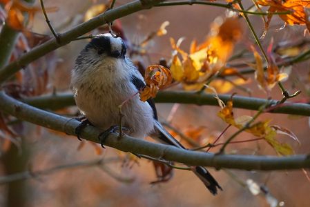 初めて撮ったエナガちゃん